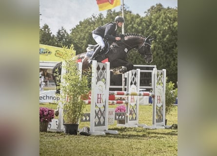 Oldenburg, Stallion, 5 years, 16,3 hh, Bay-Dark
