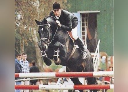 Koń holsztyński, Ogier, 40 lat, 166 cm, Kara
