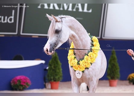 Koń czystej krwi arabskiej, Ogier, 10 lat, 157 cm, Siwa
