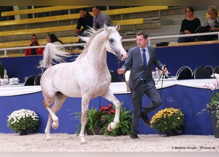 Vollblutaraber, Hengst, 11 Jahre, 157 cm, Schimmel