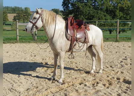 Camargue, Castrone, 13 Anni, 143 cm, Grigio