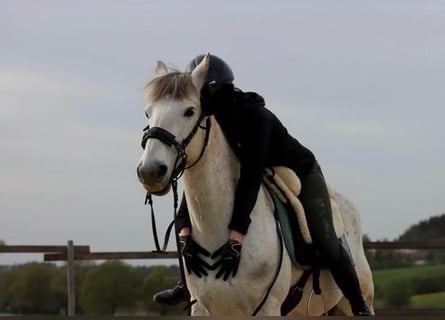 Camargue Mix, Castrone, 16 Anni, 143 cm, Grigio