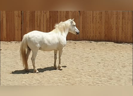 Camargue, Gelding, 11 years, 14 hh, Gray