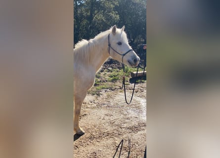 Camargue, Gelding, 12 years, 14 hh
