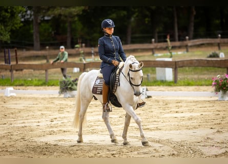 Camargue, Hengst, 8 Jahre, 144 cm, Schimmel