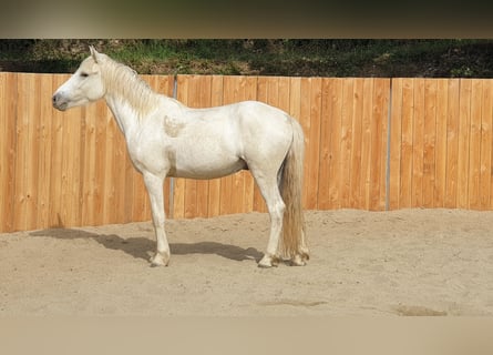 Camargue, Hongre, 3 Ans, 143 cm, Gris