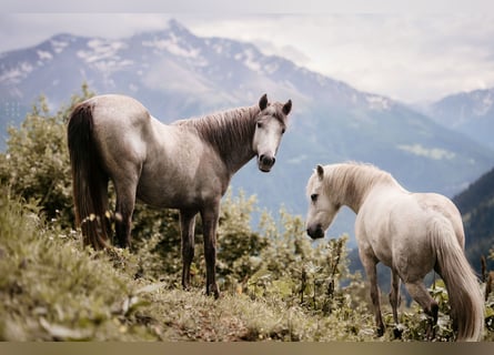 Camargue, Hongre, 4 Ans, 148 cm, Gris