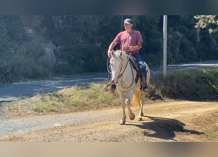 Camargue, Mare, 10 years, 14,2 hh