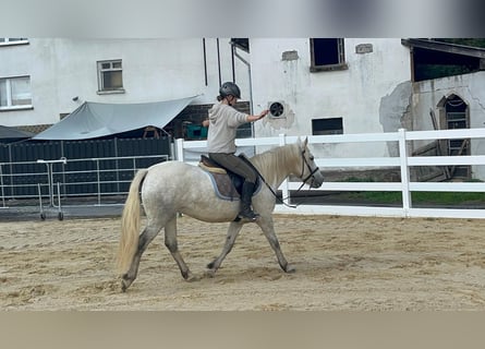 Camargue, Mare, 5 years, 14.2 hh, Grey