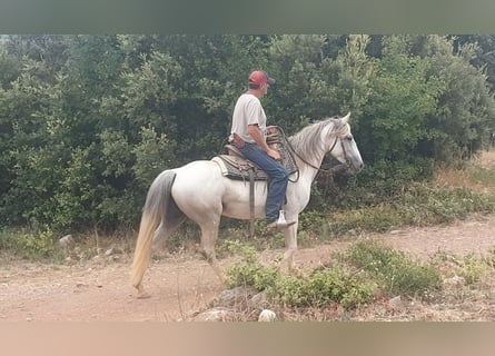 Camargue Mix, Stute, 10 Jahre, 150 cm, Schimmel