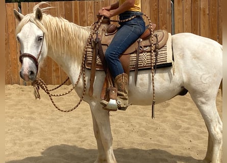 Camargue, Wałach, 3 lat, 143 cm