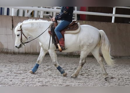 Camargue, Wallach, 14 Jahre, 146 cm, Schimmel