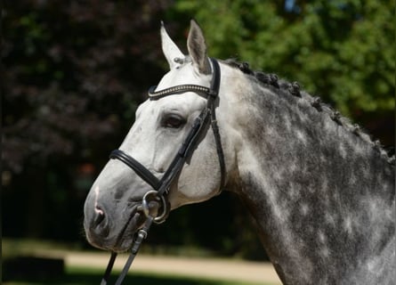 Westphalian, Stallion, 19 years, 17 hh, Grey