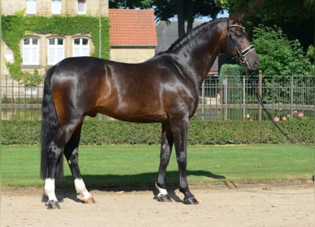 Westphalian, Stallion, 16 years, 16.1 hh, Bay-Dark