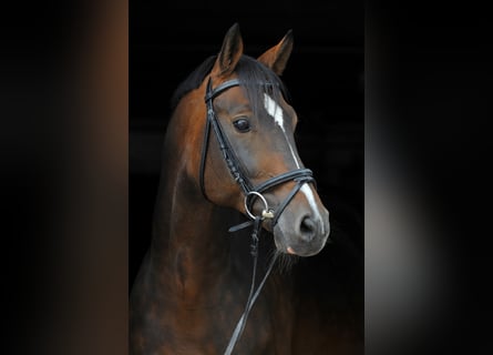 Koń hanowerski, Ogier, 15 lat, 165 cm, Ciemnogniada