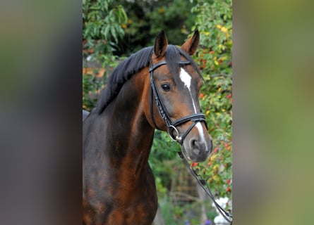 Hanoverian, Stallion, 15 years, 16,1 hh, Bay-Dark