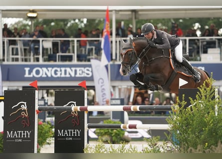 Holsteiner, Hengst, 15 Jaar, 172 cm, Bruin