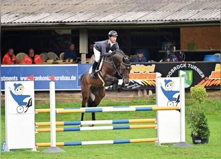 Oldenburger Springpferd, Hengst, 9 Jahre, 168 cm, Brauner