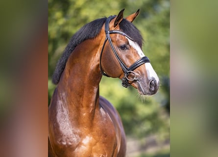 Koń westfalski, Ogier, 10 lat, 170 cm, Gniada