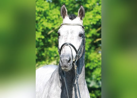 Oldenbourg, Étalon, 18 Ans, 173 cm, Gris