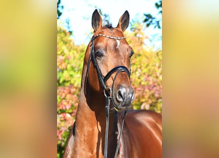 Oldenburg, Stallone, 14 Anni, 177 cm, Baio