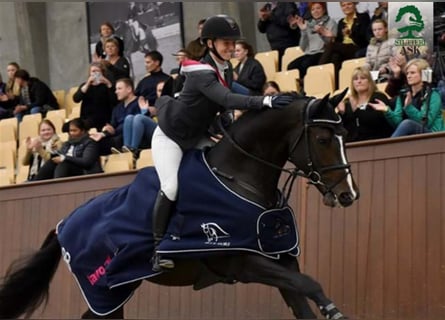 Danish Warmblood, Stallion, 10 years, 16,2 hh, Bay-Dark