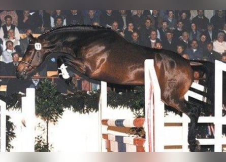 Caballo de Holstein, Semental, 32 años, 170 cm, Castaño