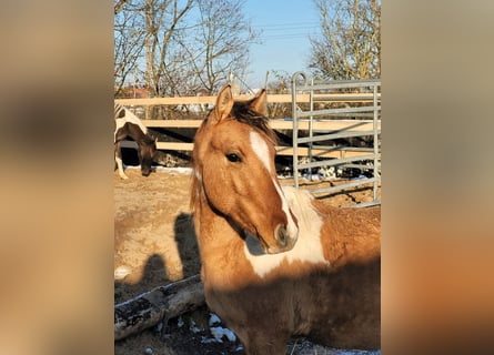 Cavallo Curly, Castrone, 2 Anni, 150 cm, Pezzato