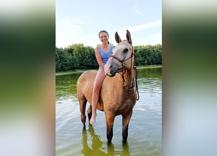 Cavallo Curly, Castrone, 3 Anni, 152 cm, Pelle di daino