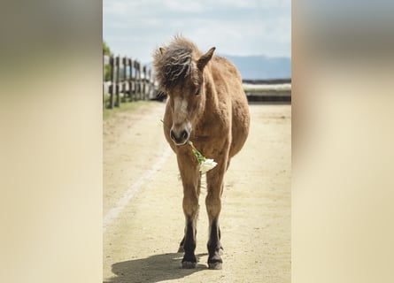 Cavallo Curly Mix, Castrone, 5 Anni, 118 cm, Baio ciliegia