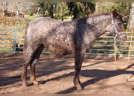 Cavallo Curly, Giumenta, 1 Anno, 130 cm, Roano rosso