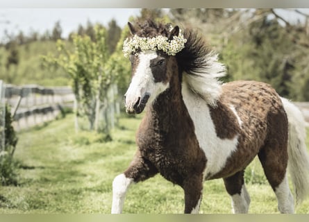 Cavallo Curly Mix, Giumenta, 5 Anni, 124 cm, Pezzato