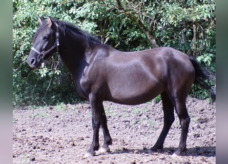 Cavallo Curly, Giumenta, 6 Anni, 136 cm, Morello