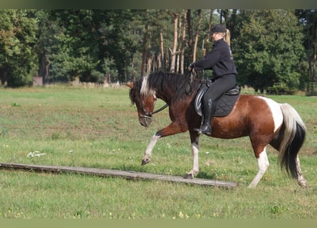 Cavallo Curly, Giumenta, 6 Anni, 149 cm, Pezzato