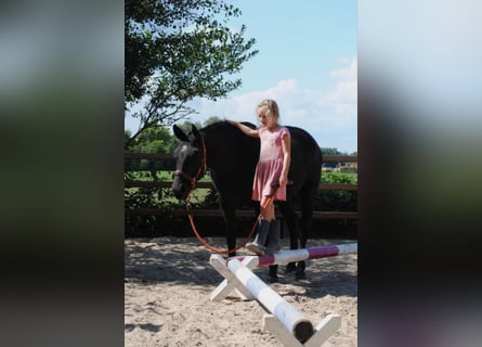Cavallo Curly, Giumenta, 7 Anni, 147 cm, Morello