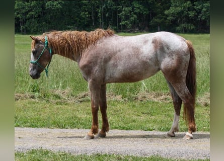 Cavallo Curly, Giumenta, 7 Anni, 152 cm, Sauro