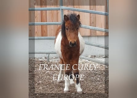 Cavallo Curly, Stallone, 1 Anno, 105 cm, Baio ciliegia