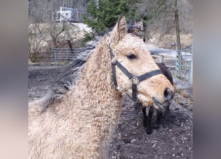 Cavallo Curly, Stallone, 1 Anno, 145 cm, Pelle di daino