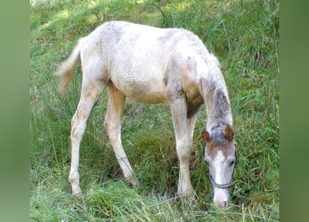 Cavallo Curly Mix, Stallone, 1 Anno, 148 cm, Grigio