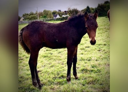 Cavallo Curly, Stallone, 1 Anno, 160 cm, Baio ciliegia