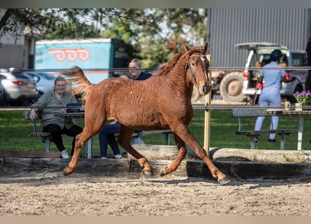 Cavallo Curly, Stallone, 3 Anni, 155 cm, Sauro ciliegia