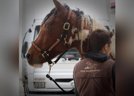 Cavallo Curly, Stallone, 7 Anni, 155 cm, Baio ciliegia