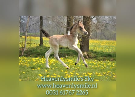 Cavallo Curly, Stallone, Puledri
 (01/2023), 140 cm, Falbo