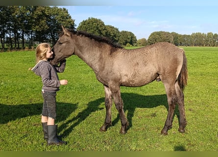 Cavallo Curly, Stallone, Puledri (04/2026), 158 cm, Grullo