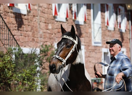 Cavallo da corsa veloce, Giumenta, 11 Anni, 158 cm, Tobiano-tutti i colori