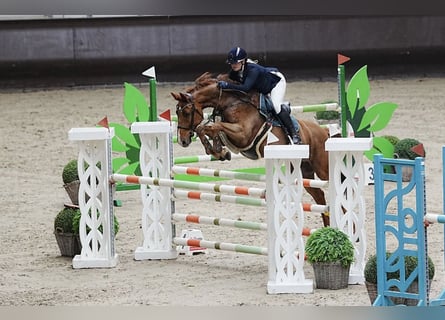 Cavallo da sella tedesco, Castrone, 10 Anni, 162 cm, Sauro