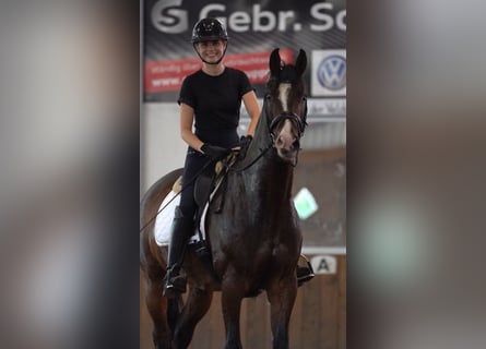 Cavallo da sella tedesco, Castrone, 11 Anni, 167 cm, Baio scuro