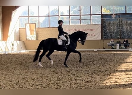 Cavallo da sella tedesco, Castrone, 11 Anni, 175 cm, Baio nero