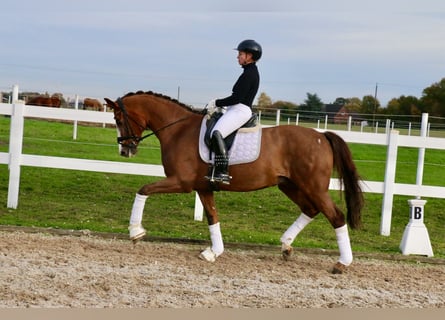 Cavallo da sella tedesco, Castrone, 15 Anni, 165 cm, Sauro scuro