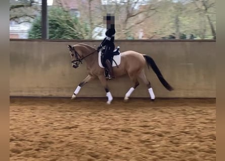 Cavallo da sella tedesco, Castrone, 3 Anni, 146 cm